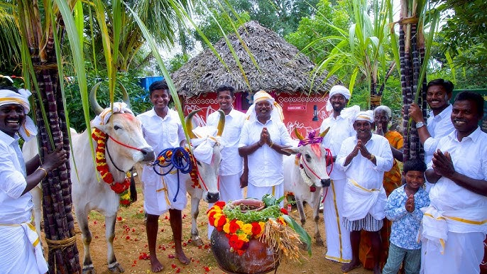 Pongal in Tamil Nadu