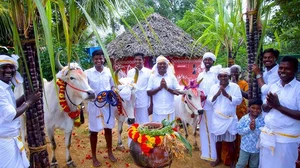 Pongal 2025 in Tamil Nadu: Best Places to Experience Traditional Celebrations