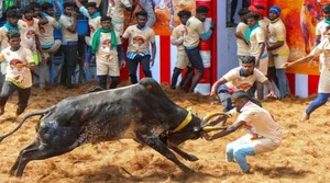 PTI : Jallikattu in Tamil Nadu during Pongal