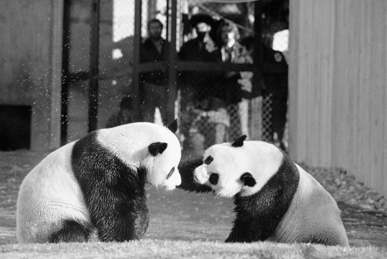 China's Panda Diplomacy with USA Revived - AP