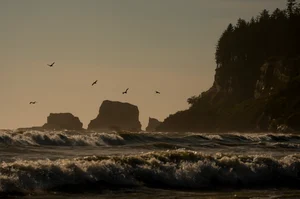 (AP Photo/Lindsey Wasson) : Pelicans fly near the shore as waves from the Pacific Ocean roll in Tuesday, May 14, 2024, on the Quinault reservation in Taholah, Washington, US. Facing increased flooding from a rising Pacific, the tribe has been working for over a decade to relocate Taholah, their largest village, to a new site on higher ground. 