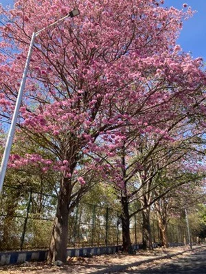 Madhumita Sharma : Bengaluru's streets are lined with Cherry blossoms come January