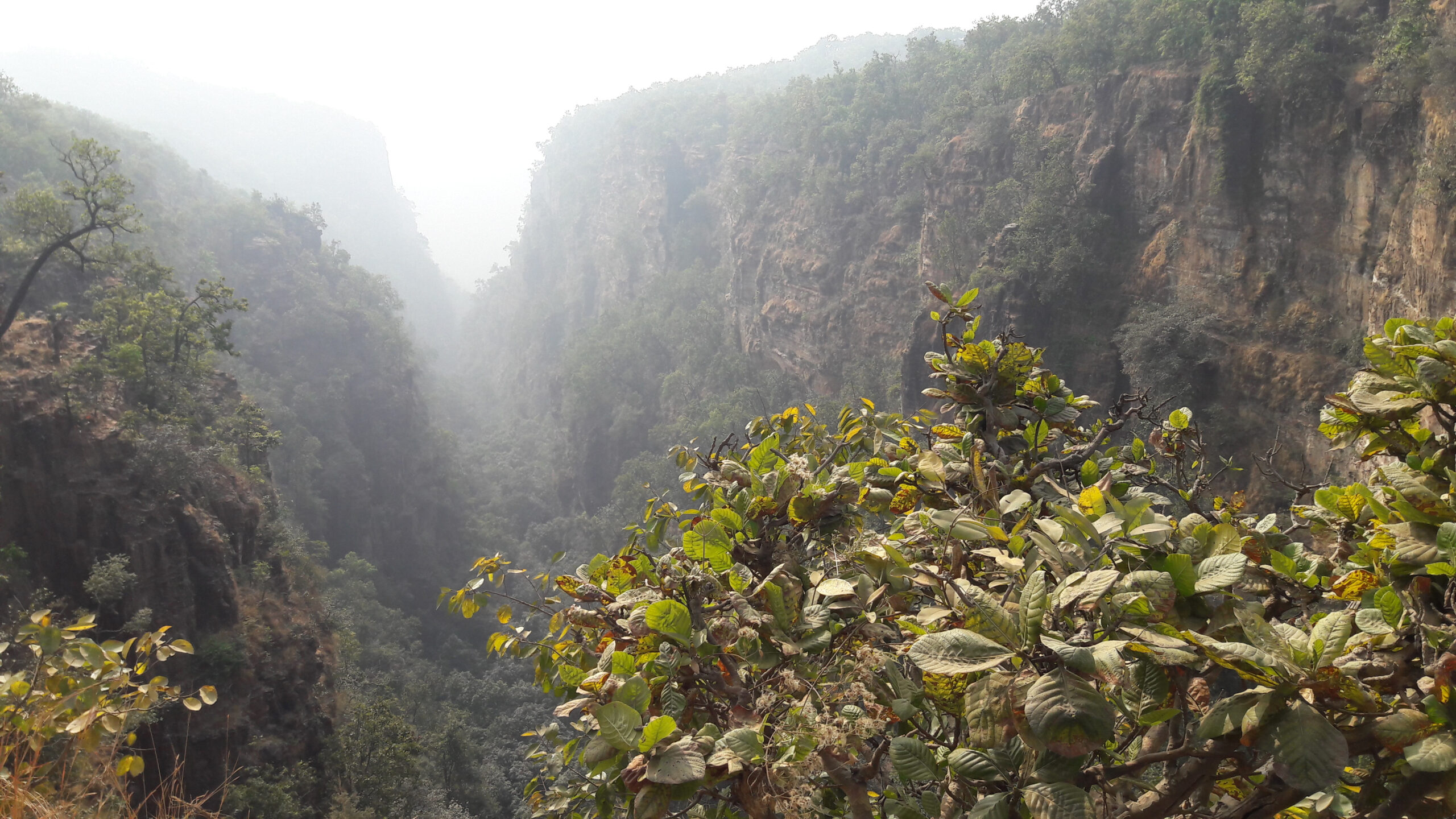 Discover the Untamed Beauty of Pachmarhi Biosphere Reserve: A Wild Escape