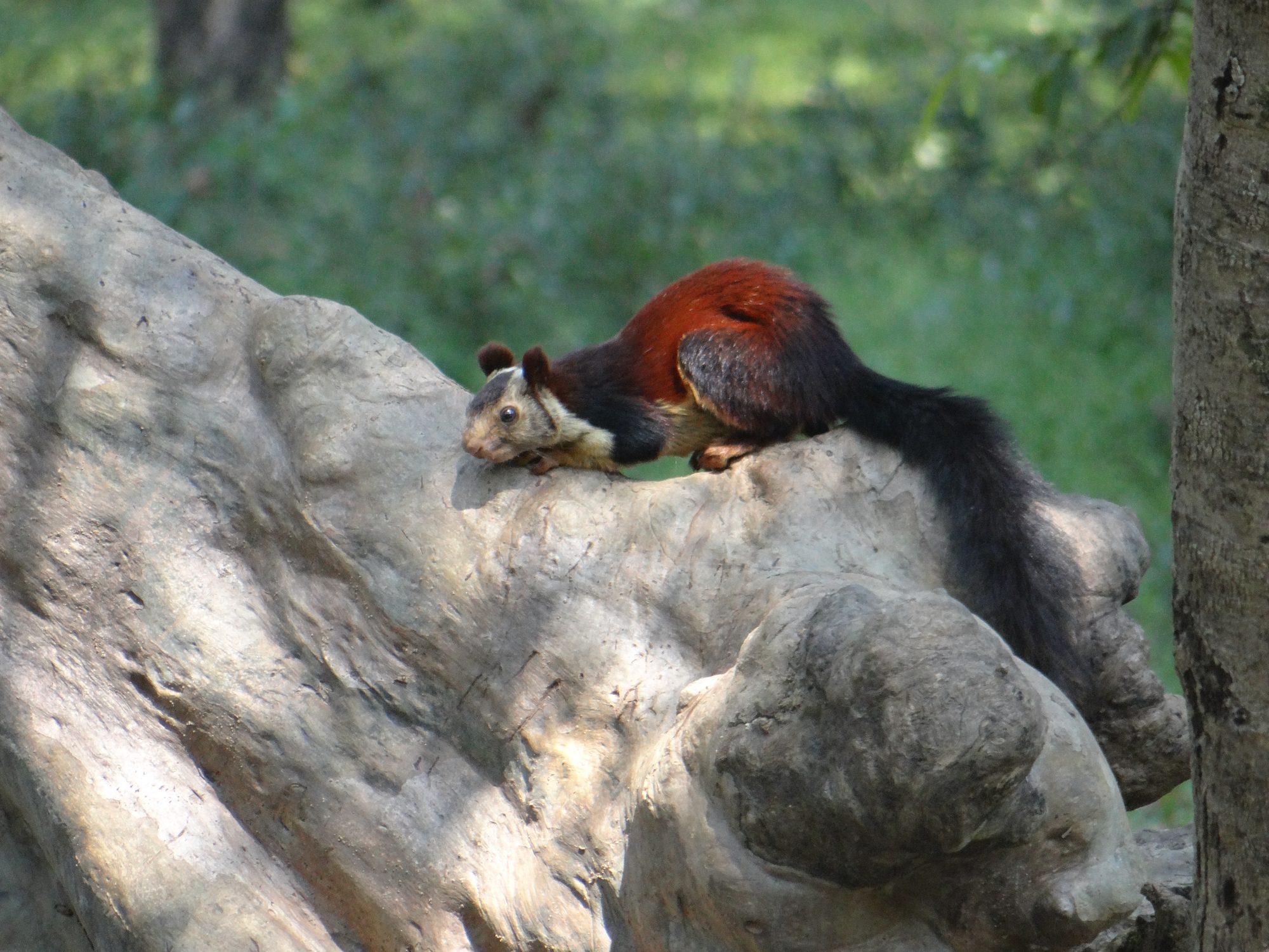 Nanhi and Friends Wildlife at Pachmarhi Biosphere Reserve