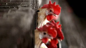 WHO Confirms First Human Death From Bird Flu In Mexico | Details