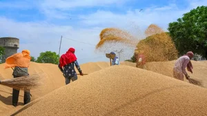 Wheat prices surge in Punjab. (Representative image)