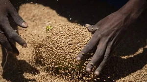 Sifting through grains 