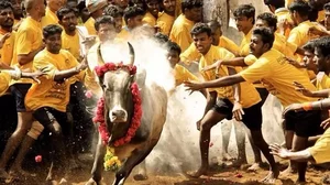 Jallikattu is a 2,000 years old ancient bull taming sport practiced in Tamil Nadu