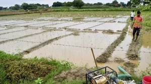 Cyclone Dana Devastates Odisha Crops: 1.75L Acres Damaged, 2.80L Acres Submerged