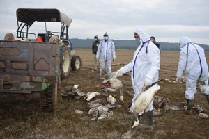 Bird Flu Spreading To Humans