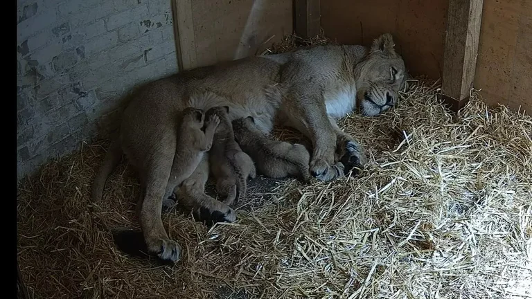 Arya with her three cubs - London Zoo