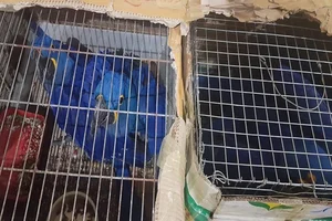 Kangaroo, Tortoises, Macaws Rescued From Smugglers In Assam