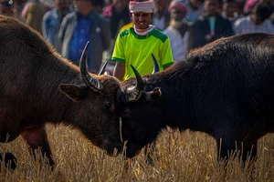 | Photo: AP/Anupam Nath : Magh Bihu festivities in Assam