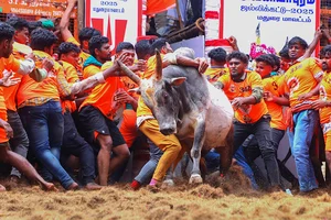 | Photo: PTI : Avaniyapuram Jallikattu