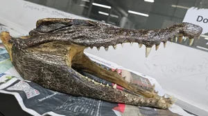 | Photo- Social Media : Canadian Man Carries Baby Crocodile Skull, Arrested At Delhi Airport