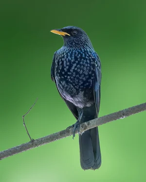 pradeep.wildlens/Instagram : A blue whistling thrush in Dachigam National Park