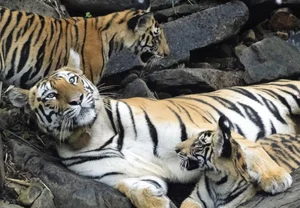 River Linking Project Threatens Decade-Long Success Story Of Panna Tiger Reserve