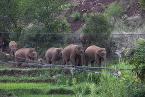 Strange Tale Of 15 Wandering Elephants in China: What We Know