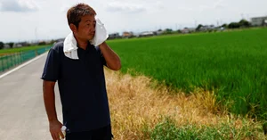 Japan’s Aging Rice Farmers Battle Climate Change And Extreme Heat