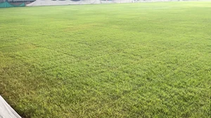 SAI : Picture shared by SAI of JLN Stadium's football pitch.