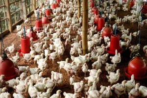 Centre Asks States To Exercise Vigilance Regarding Avian Influenza