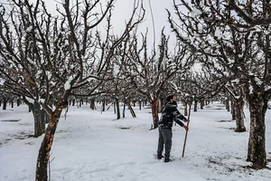 Getty Images : In the ongoing winter season, the Indian Himalayas witnessed an unusually dry spell as snowfall was delayed till January-end and early-February. 