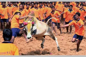 Supreme Court Turns Down Petition To Intervene In Jallikattu Ban Before Pongal