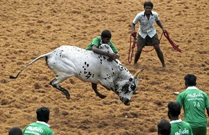 Harvest Festival Pongal Celebrated Across TN With Fervour