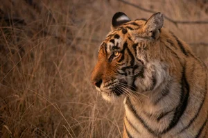 Photo by Kartik Iyer on Unsplash : Ranthambore National Park, one of the most renowned wildlife sanctuaries in India, offers a thrilling encounter with the majestic Bengal tiger and diverse wildlife