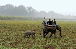 Kaziranga National Park Opens For Tourists After 7 Months