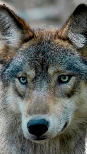 AP : Image of a wolf |