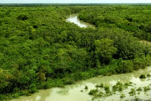 Sundari Trees In Sundarban Delta Are Dying A Slow Death. Is Anyone Listening?