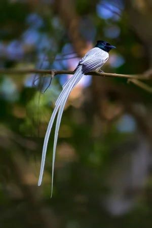 Shutterstock : An Asian paradise flycatcher