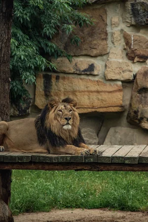 Shutterstock : An Asiatic lion at the Gir National Park