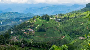 Shutterstock : Aerial view of Munnar plantations in Kerala