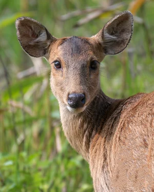 Shutterstock : A female Indian hog deer at Orang National Park