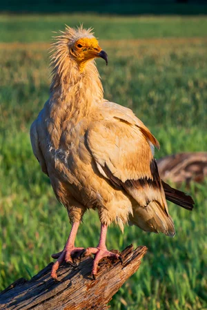 Shutterstock : Egyptian vultures can be found at the Nawabganj Bird Sanctuary