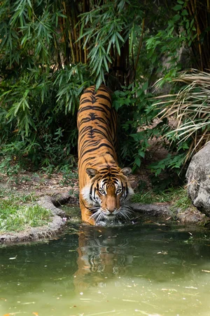 Shutterstock : A tiger steps down into a pond