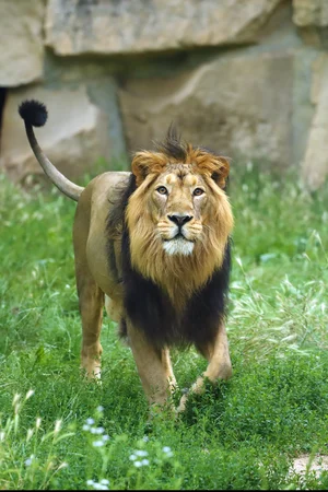 Shutterstock : An Asiatic lion roams around in the wild