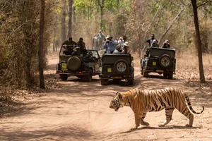 Shutterstock : Safari vehicles stop to photograph a tiger in one of India's tiger reserves