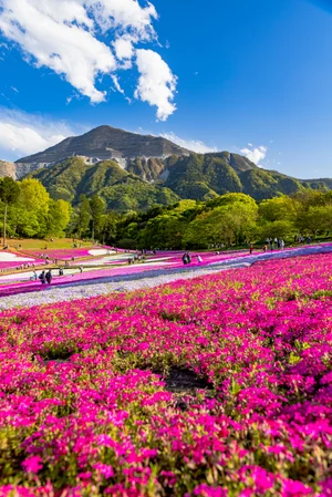 Shutterstock : Hitsujiyama Park, Chichibu