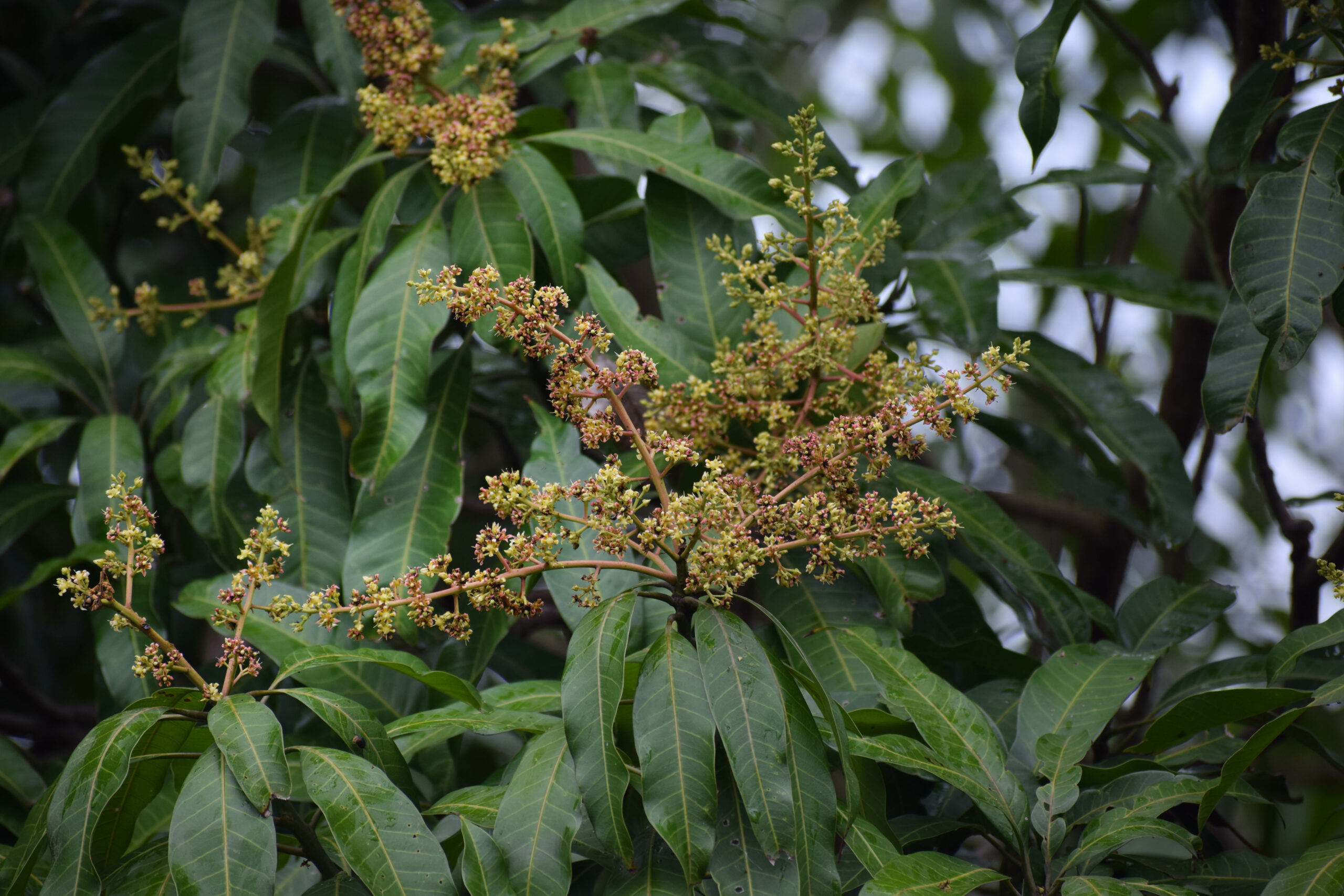 Low Hanging Fruit: Wild Mango